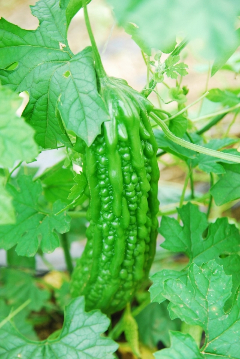 시골장터,백두대간건강나라,가시오가피,여주즙,가시오가피즙,건강즙,양배추브로콜리즙,돼지감자즙,개복숭아즙,개복숭아엑기스,레드비트즙,가시오가피,레드비트,생여주,개복숭아,건강식품,