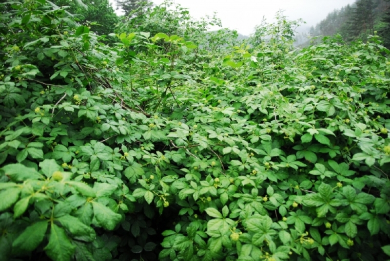 시골장터,백두대간건강나라,가시오가피,여주즙,가시오가피즙,건강즙,양배추브로콜리즙,돼지감자즙,개복숭아즙,개복숭아엑기스,레드비트즙,가시오가피,레드비트,생여주,개복숭아,건강식품,